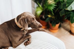 resting