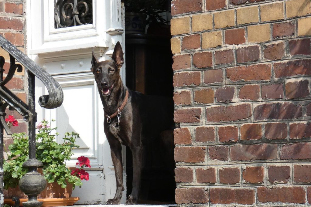 dog