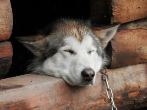 sleeping